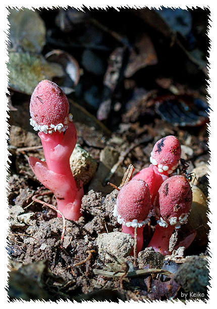 アマクサツチトリモチ<天草土鳥黐> アマクサツチトリモチ<天草土鳥黐>