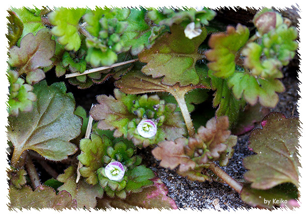 イヌノフグリ<犬の陰嚢> イヌノフグリ<犬の陰嚢>
