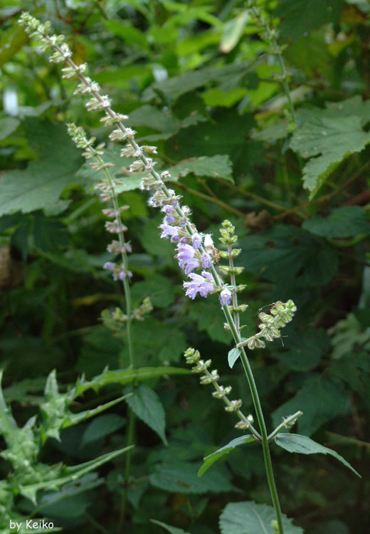 アキノタムラソウ　’０１．７．２７撮影　くじゅう