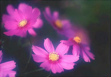 �H���̓f��