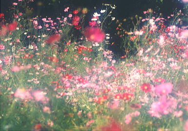 �H���̚b��