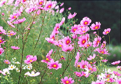 �R�X���X�P�i�H���̃����c�j