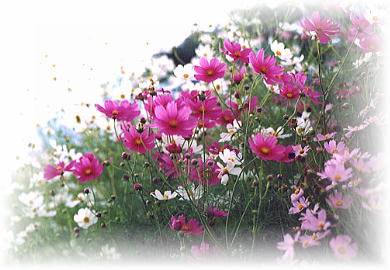 �R�X���X�R�i�H���̑��蕨�j