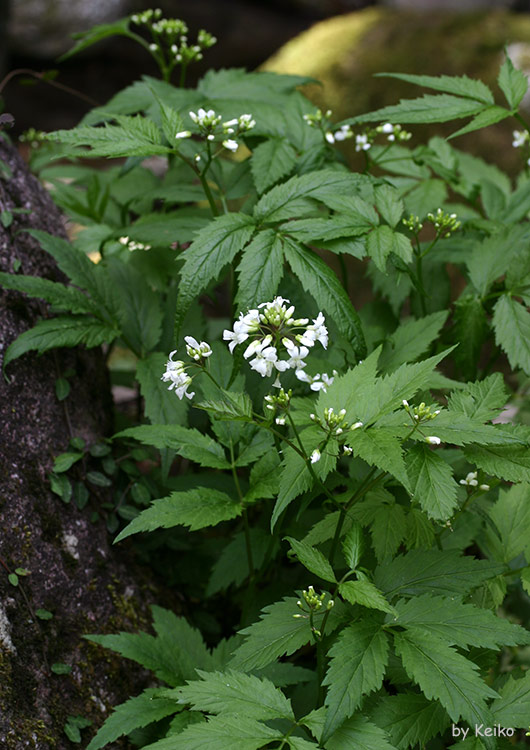 コンロンソウ　’０４．４．２５撮影　英彦山山系
