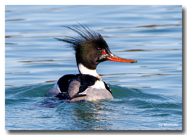 ウミアイサ＜海秋沙＞♂