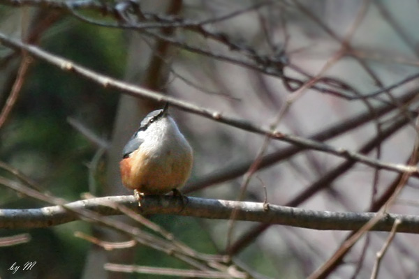 ゴジュウカラ　’０５．４．３撮影　くじゅう