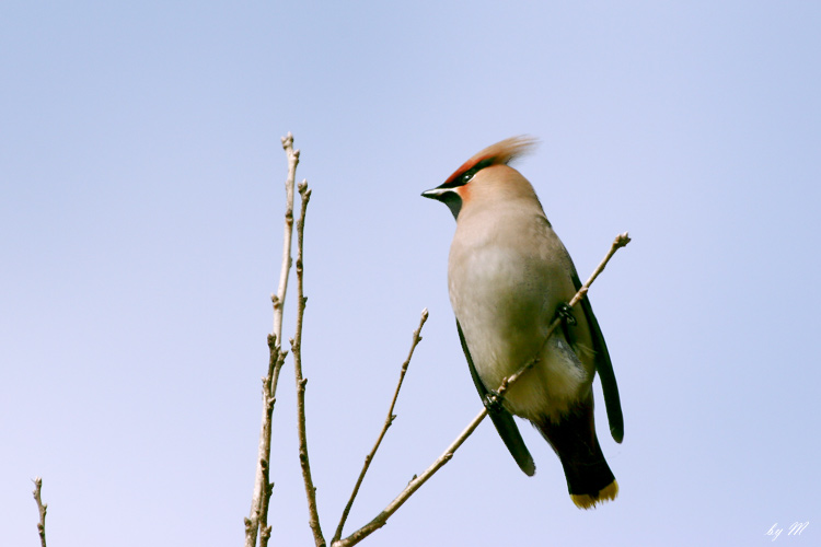 キレンジャク　’０７．１．２０撮影　EOS 20D