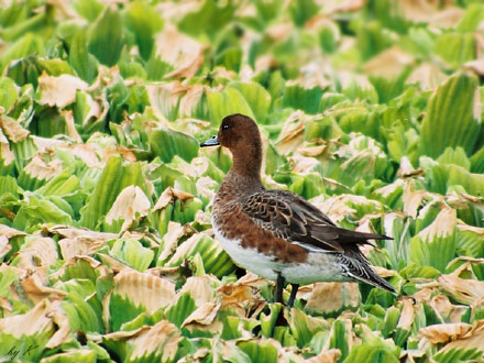 �q�h���K�����@�f�O�P�D�P�Q�D�Q�S�@�]�Ì�