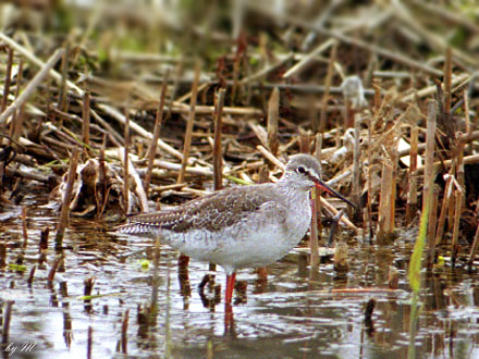 �c���V�M�@�f�O�P�D�P�Q�D�Q�S�@�]�Ì�