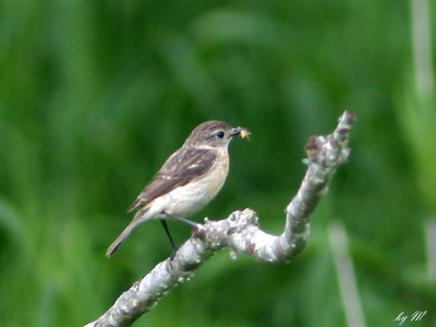 ノビタキ　♀と♂