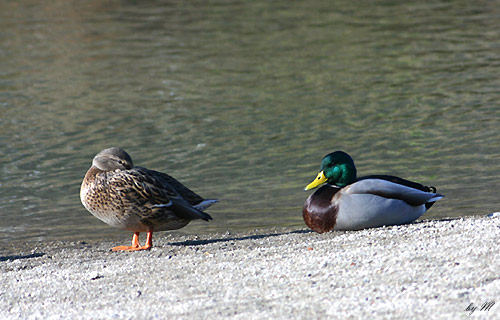 �}�K���@�f�O�Q�D�P�P�D�Q�S�@�߉ϐ�