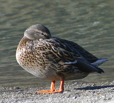 �}�K�����@�f�O�Q�D�P�P�D�Q�S�@�߉ϐ�