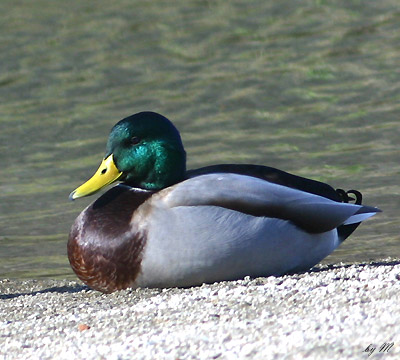 �}�K�����@�f�O�Q�D�P�P�D�Q�S�@�߉ϐ�