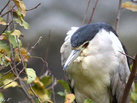 �S�C�T�M�@�f�O�Q�D�P�Q�D�W�@�������