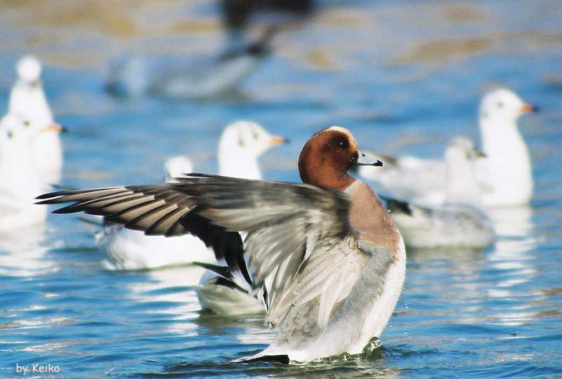 �q�h���K�����@�f�O�P�D�P�Q�D�Q�R�@��^��