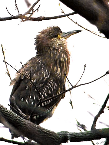 �z�V�S�C�@�f�O�P�D�P�Q�D�Q�R�@�쑽�ڑ�r