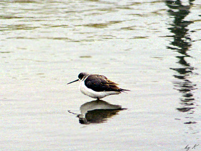 �Z�C�^�J�V�M�@�f�O�P�D�P�Q�D�R�O�@�쑽��