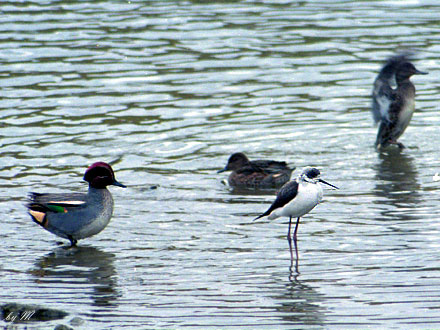 �Z�C�^�J�V�M�@�f�O�P�D�P�Q�D�R�O�@�쑽��