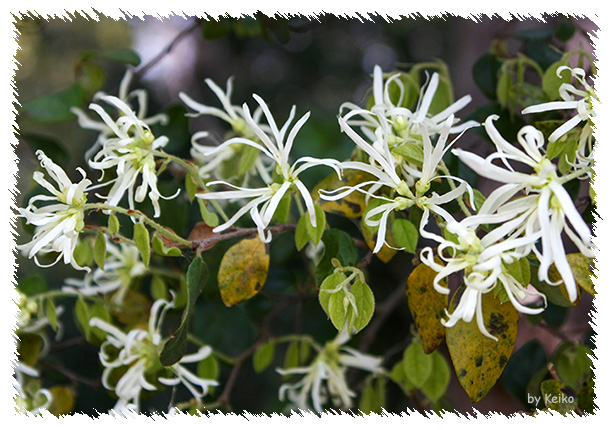 トキワマンサク＜常磐満作＞