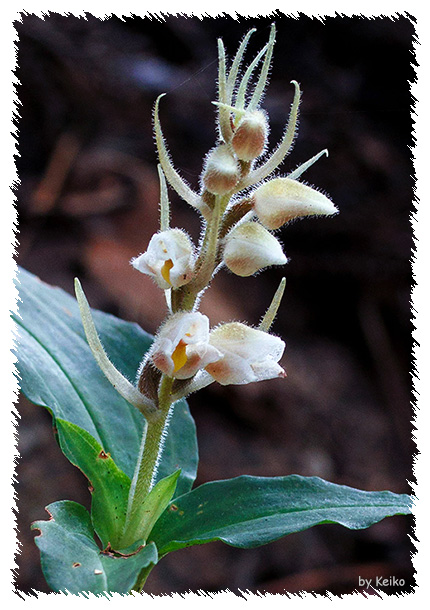 ツユクサシュスラン＜露草繻子蘭＞