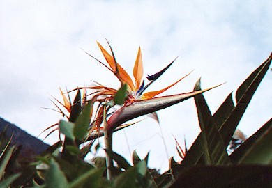 �S�N���N�`���E�J�P