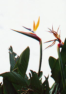 �S�N���N�`���E�J�Q