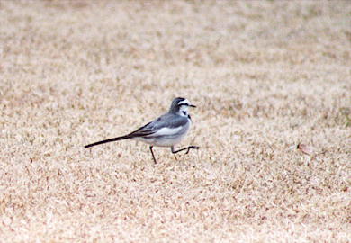 �n�N�Z�L���C�̃E�H�[�L���O