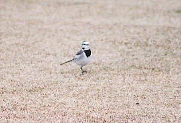 �n�N�Z�L��