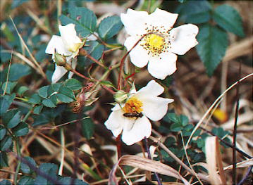 �e���n�m�C�o���ƒ�