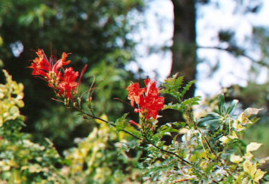 �q���m�E�[���J�Y��