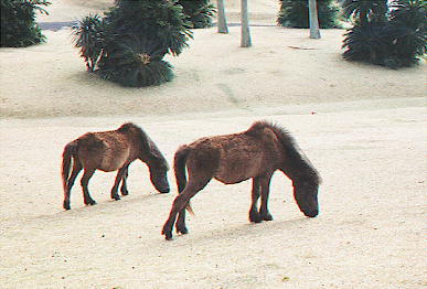 �g�J���n�̐e�q