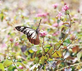 �A�T�M�}�_���@�i�g�債�܂����j