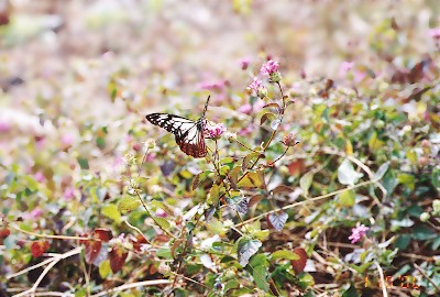 �Ȃ�Ɠ��t����