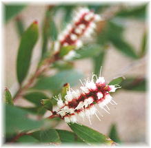 �J���v�e�̉�