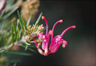 �s�v�c�Ȑԉ�