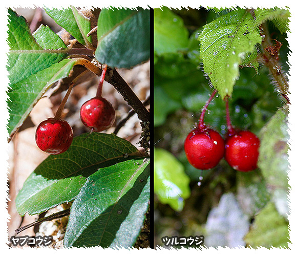 ヤブコウジ と ツルコウジ<藪柑子と蔓柑子> ヤブコウジ と ツルコウジ<藪柑子と蔓柑子>