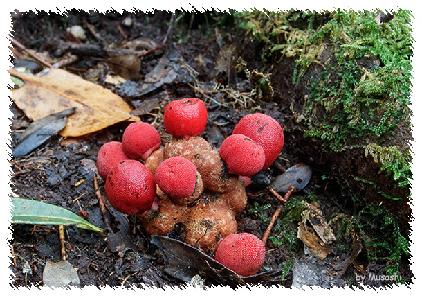 ヤクシマツチトリモチ<屋久島土鳥黐> ヤクシマツチトリモチ<屋久島土鳥黐>