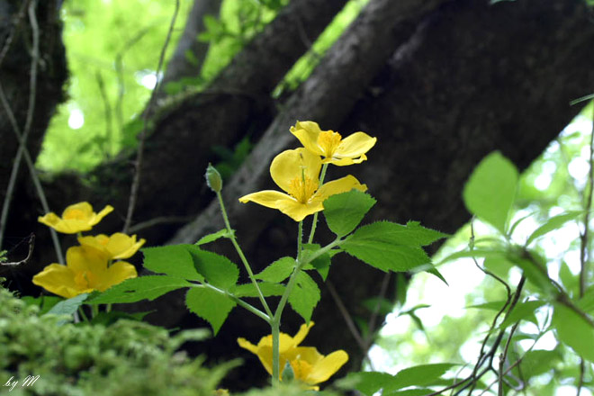 ヤマブキソウ　’０５．５．４撮影　仰烏帽子山