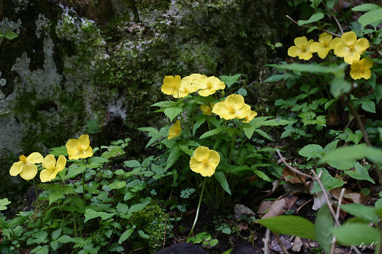ヤマブキソウ　’０３．５．５撮影　京丈山