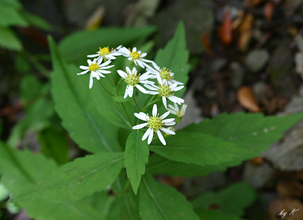 �V�������i�@�f�O�Q�D�X�D�Q�W�@���Ǌx